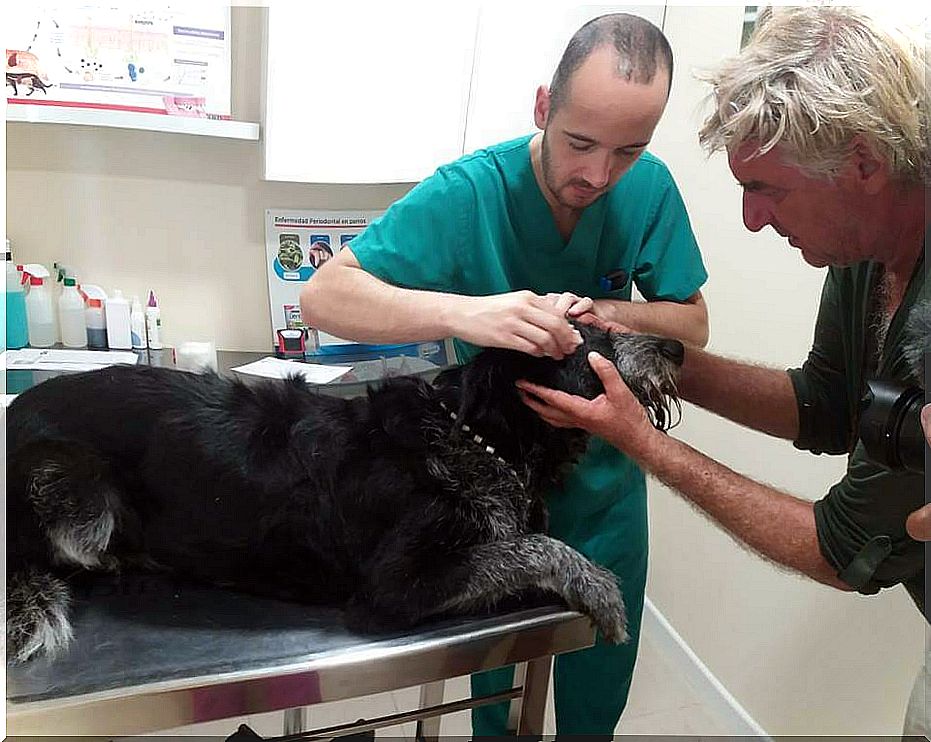 Bob el perro en el veterinario