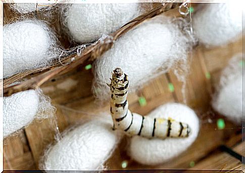 Breeding silkworms at home