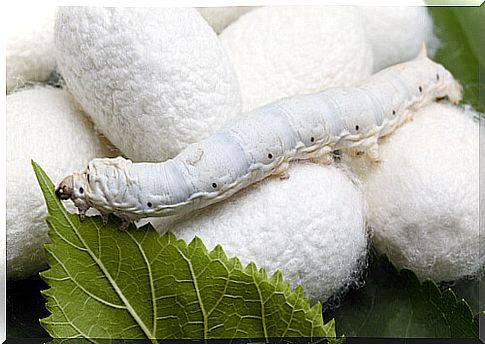 Silkworms at home