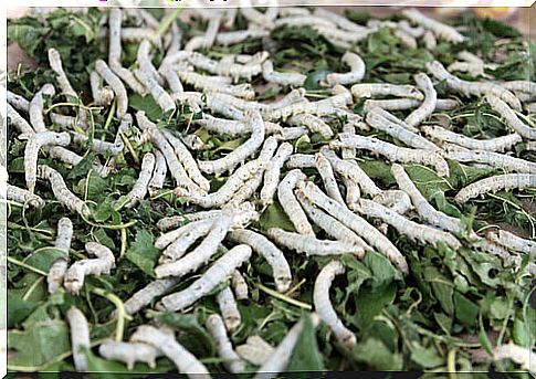 Feeding silkworms