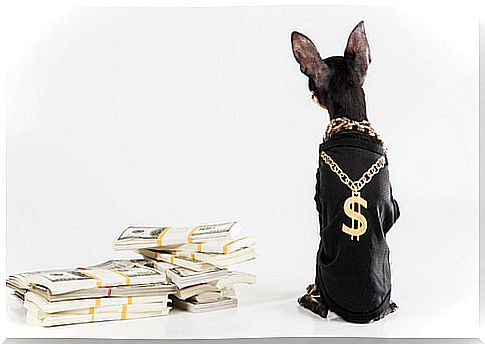 Millionaire dog