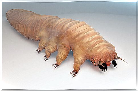 Demodex folliculorum