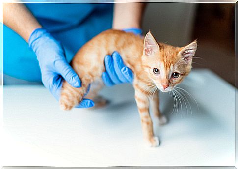 Caring for a cat with a severed leg