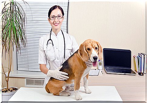 Caring for your pet in the postoperative period