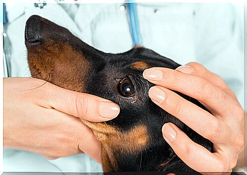 Canine ocular thelaziosis: treatment