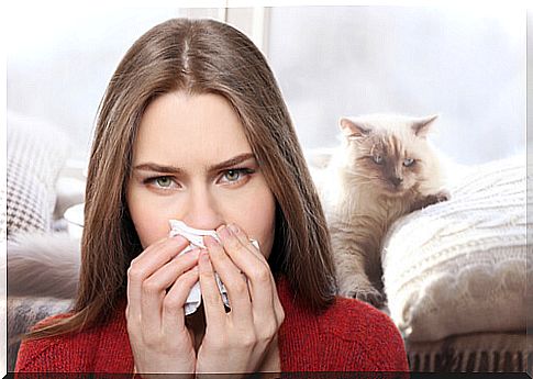 Cat allergy: how to treat it