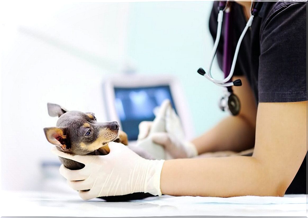 MRI in pets is essential for the diagnosis of diseases.