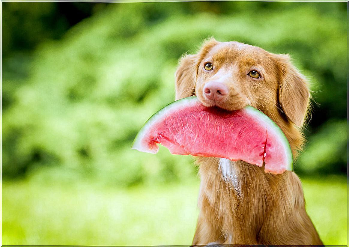 A dog eating watermelon.