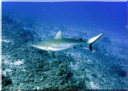 Gray shark characteristics