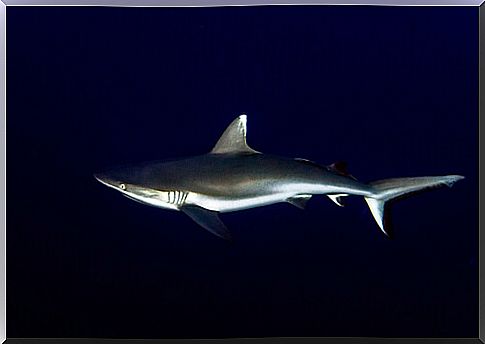 Gray shark: characteristics