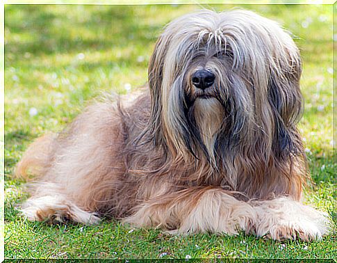 Characteristics of the Tibetan Terrier