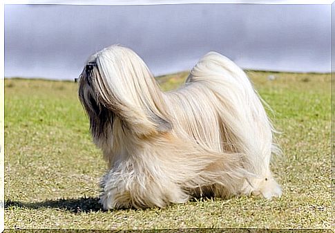 terrier tibetano 2