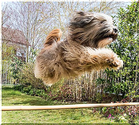 terrier tibetano 3