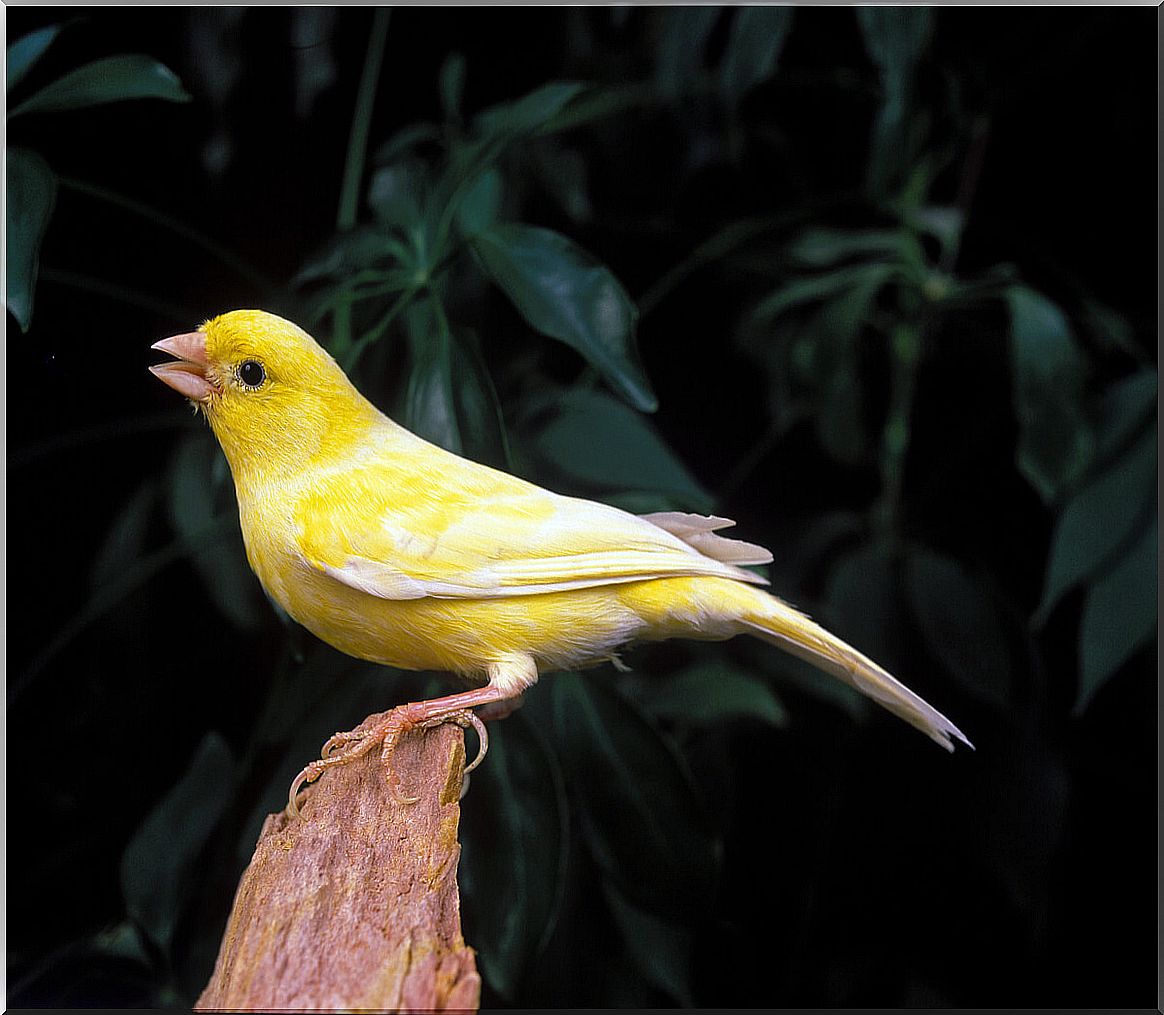 A canary singing.