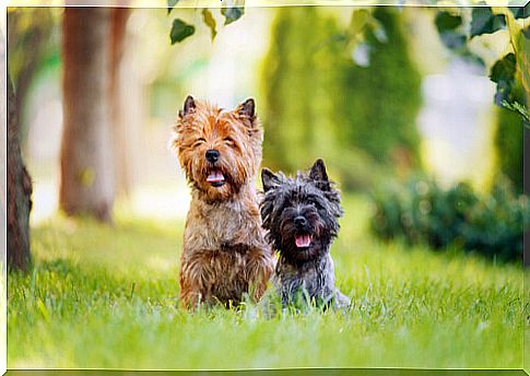 Common characteristics of terrier dogs