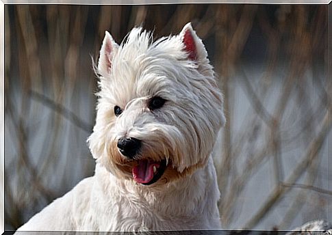 Character of terriers dogs