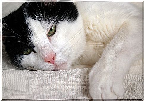 Common health problems of older cats