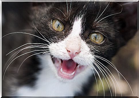 Loss of teeth in cats