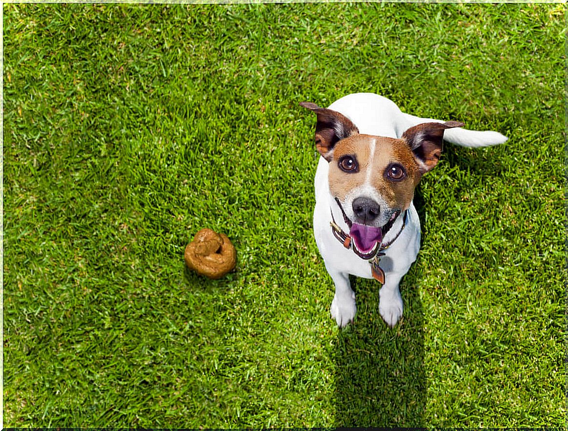 A dog smiles next to his poop.