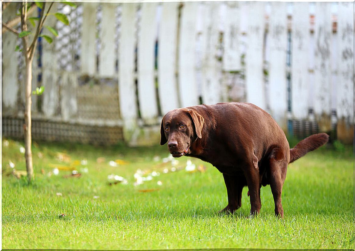 A dog poops in a park.