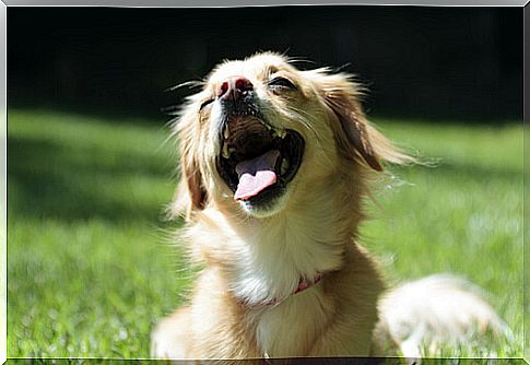 Dog exposed to the sun