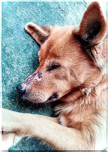 Nose infection in dogs