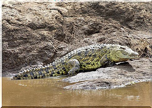 Crocodile: characteristics, behavior and habitat