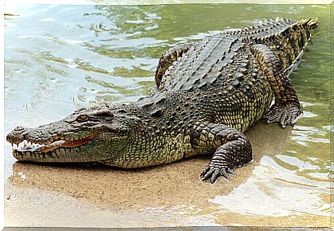 Crocodile in the river.