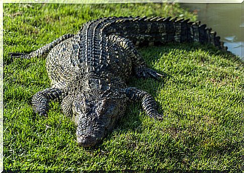 Crocodile in the grass.