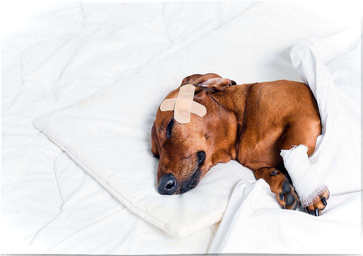 Curiosities about some skin and orthopedic lesions in animals