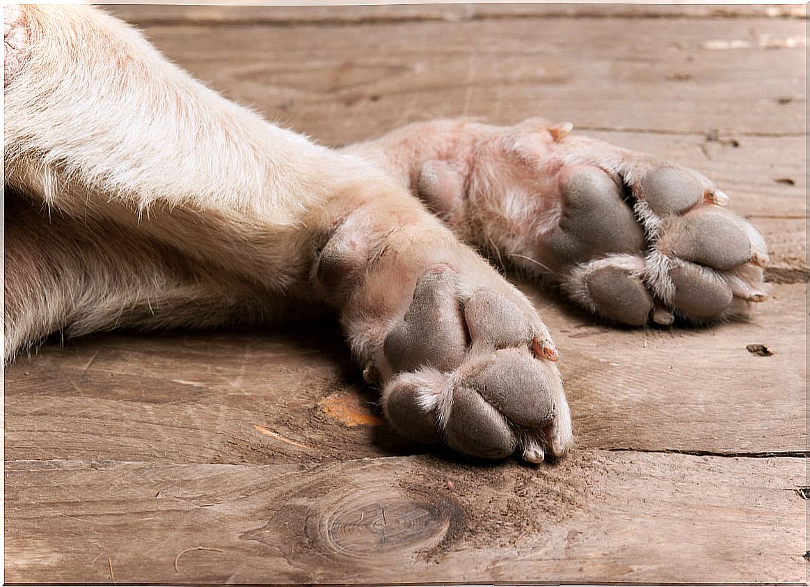 The legs of a sleeping dog.