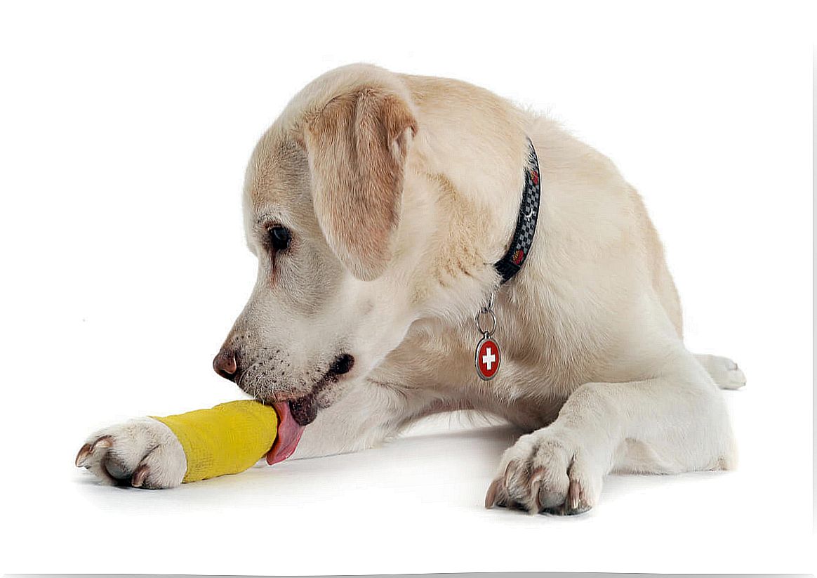 Skin and orthopedic injuries in pets.