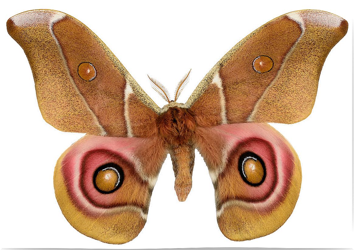 Deaf moths and acoustic camouflage