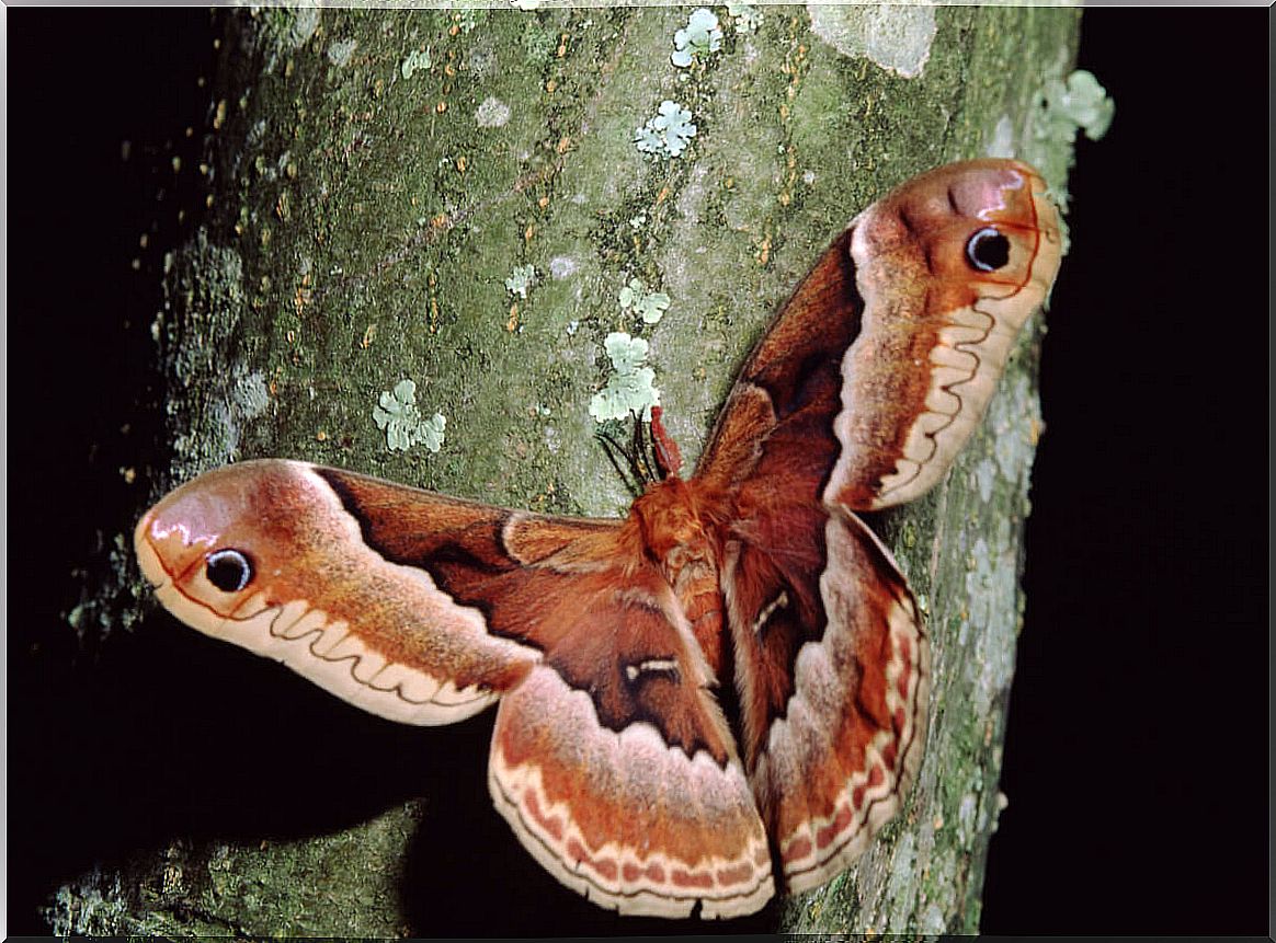 A prometheus moth.