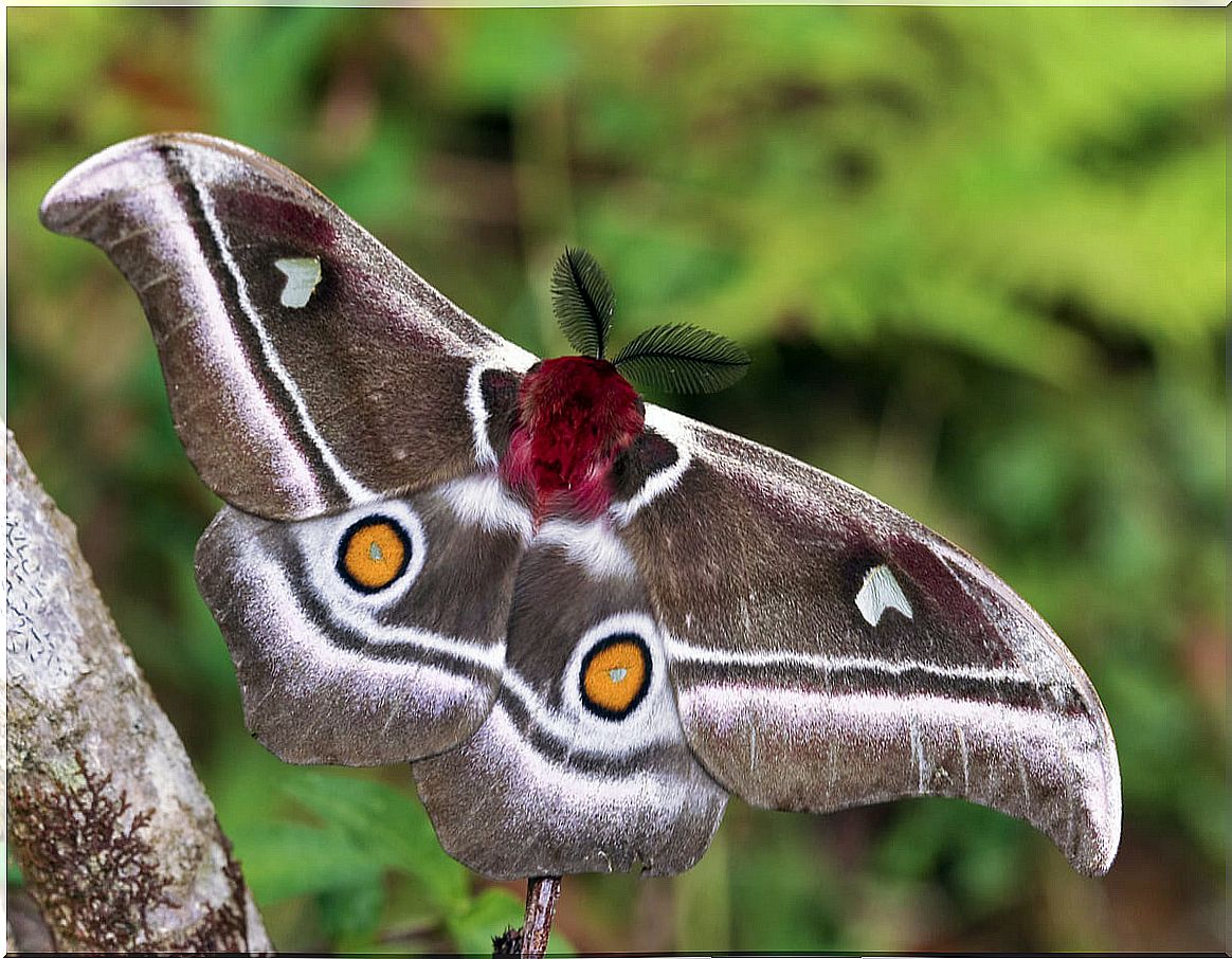 These are deaf moths.