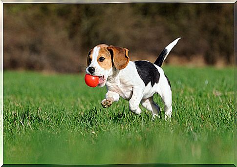 perro jugando