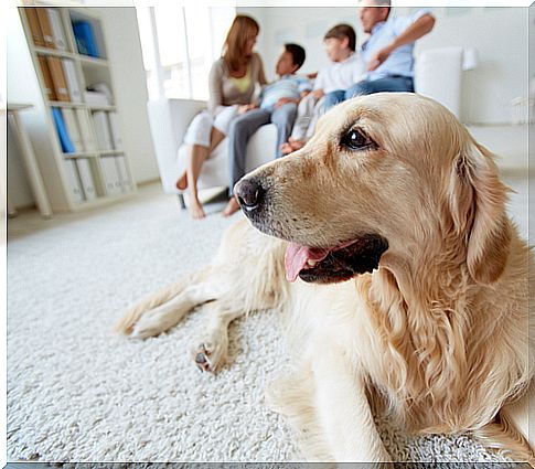 perro y familia