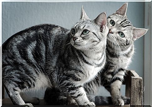 Discover the American shorthair cat