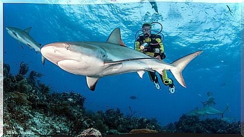 Diving with sharks, what care must be taken into account