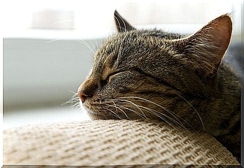 Cat asleep on the couch