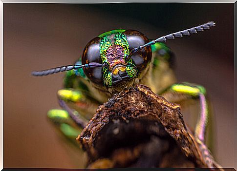 Do insects feel pain?