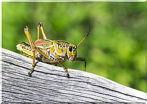 A green grasshopper.