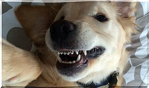 Dog braces?  It's possible!