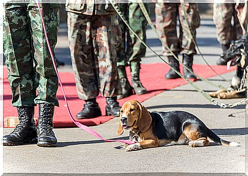 Dogs search for mines and save people in Sudan