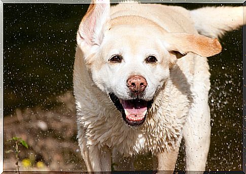 Labrador