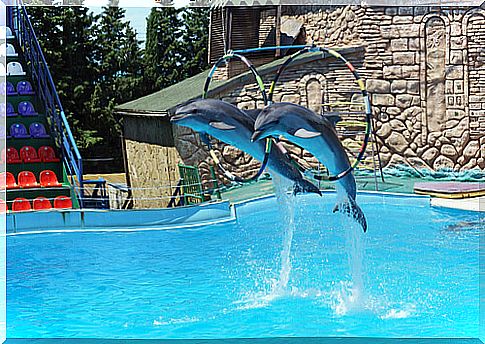 Dolphinariums, freedom or jail?