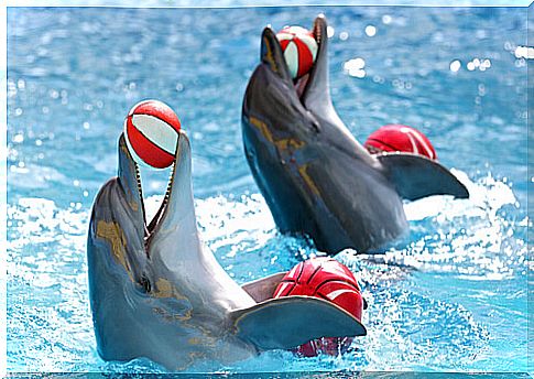 (Mammals) Dolphins: performance