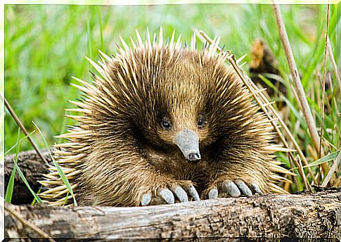 Interesting echidna facts