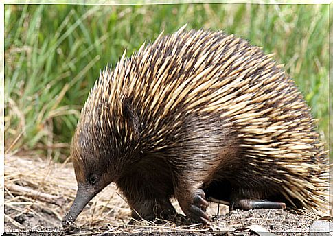 Echidna: characteristics