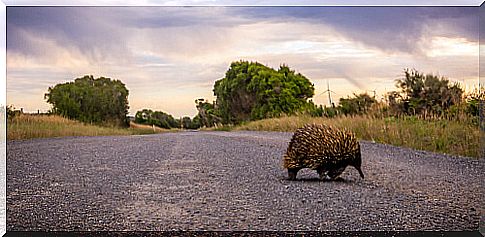 Echidna endangered